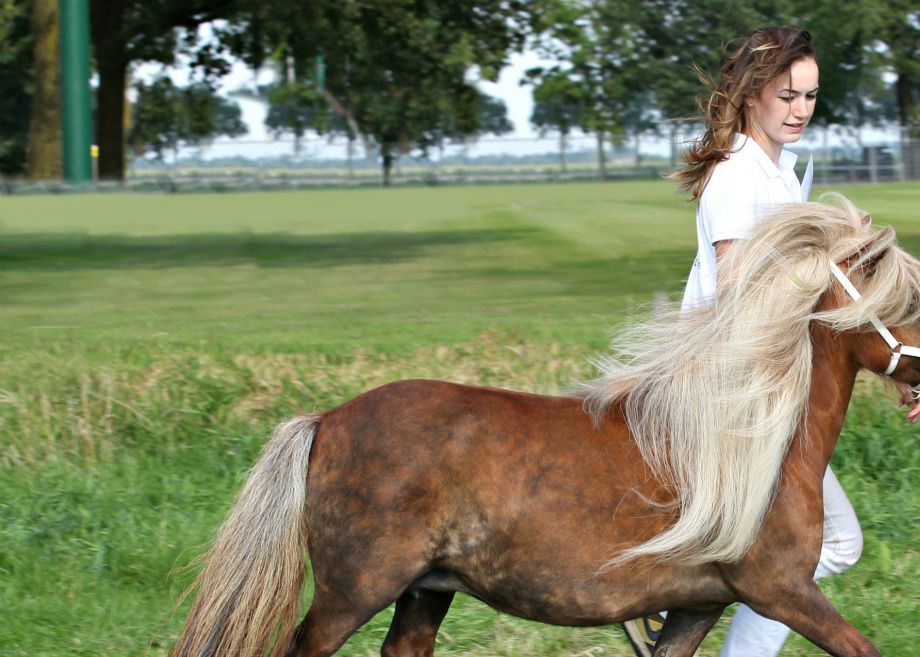 Kampioen Kleine maat 2012