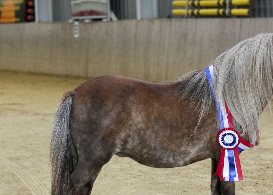 Kampioen kleine maat en tevens algemeen Dag- en Ere kampioen 2014