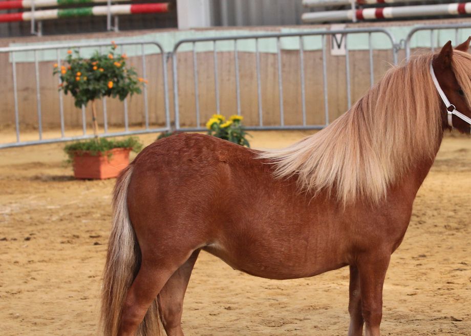 2019 Reserve jeugdkampioen kleine maat 
